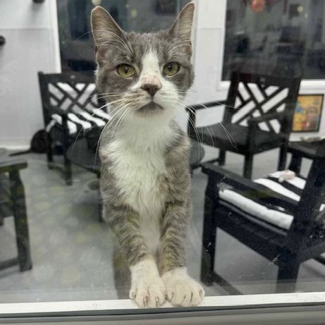 Weird Alvin (Holland Cat Cove)