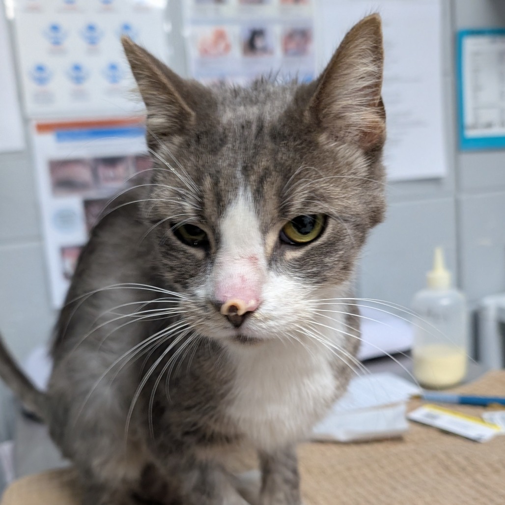 Weird Alvin (Holland Cat Cove)