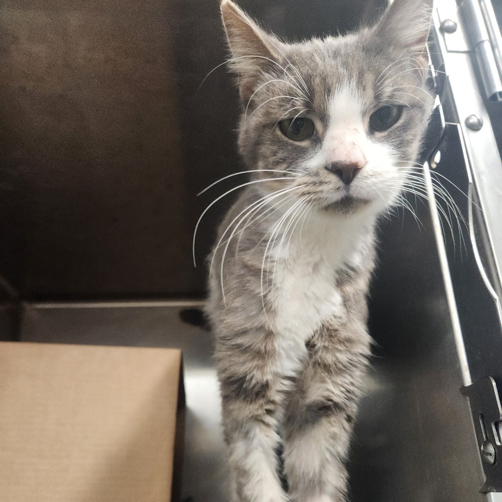 Weird Alvin (Holland Cat Cove)