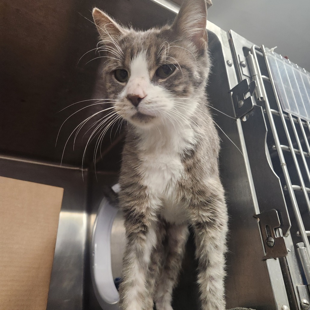 Weird Alvin (Holland Cat Cove)