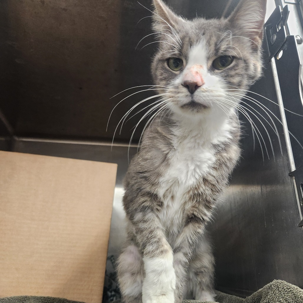 Weird Alvin (Holland Cat Cove)