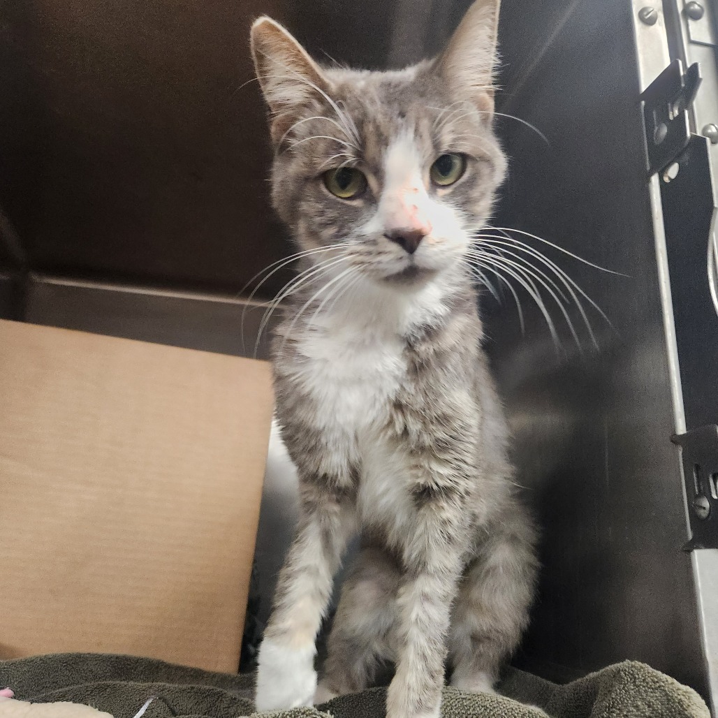 Weird Alvin (Holland Cat Cove)