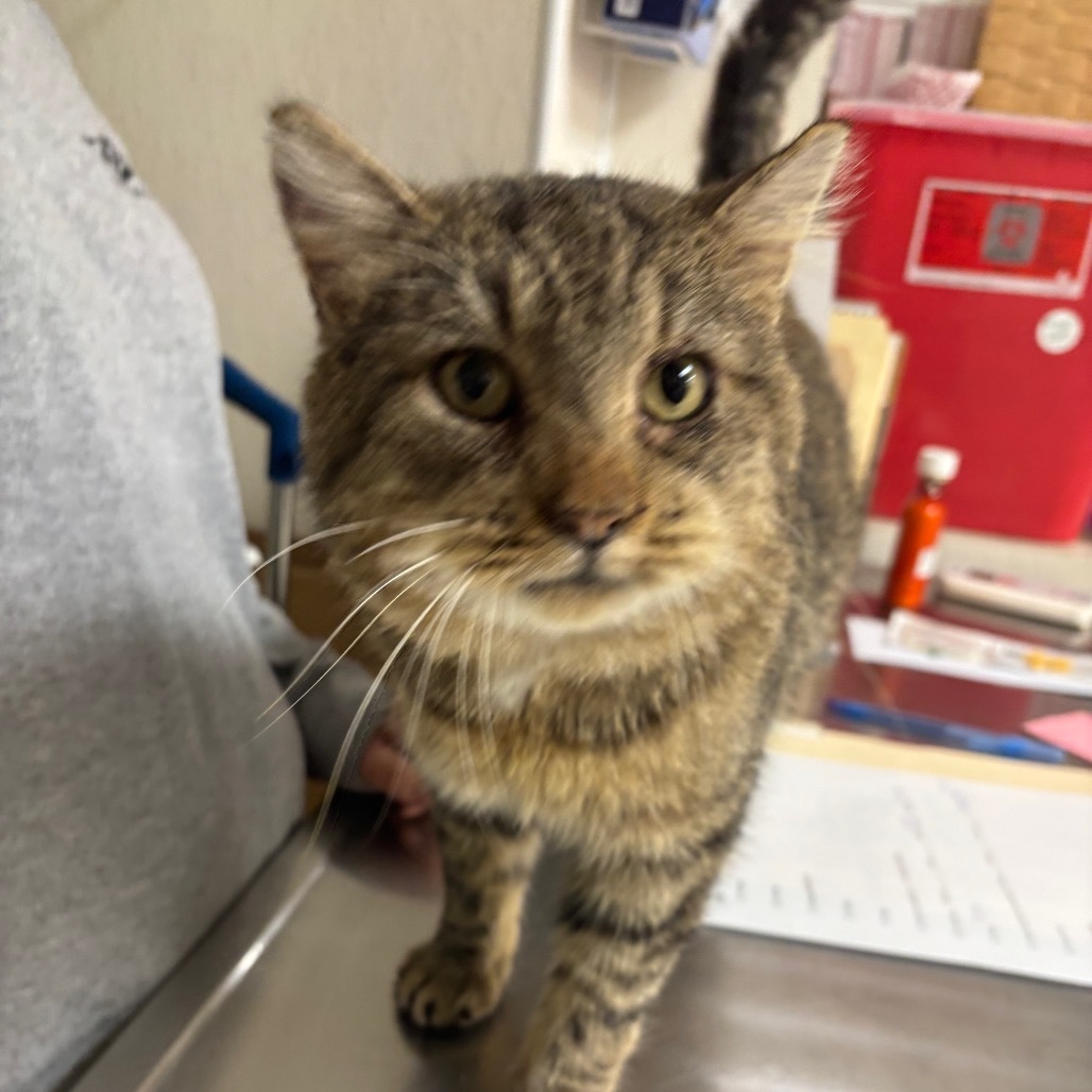 Raccoon The Muffin Man