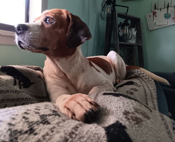 . Brookie thumbnail 3