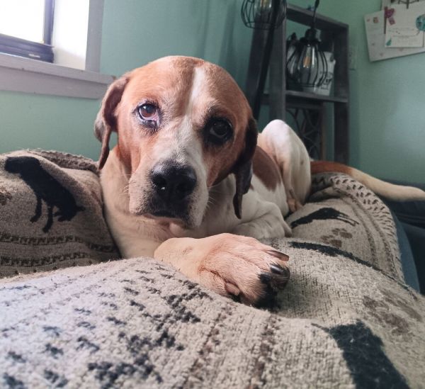 . Brookie thumbnail 4