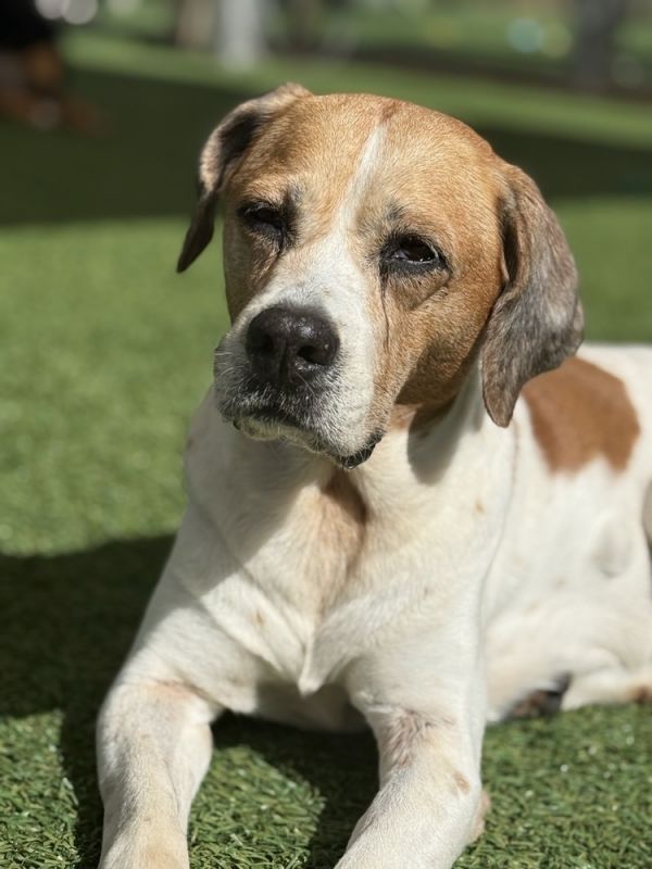 . Brookie thumbnail 5