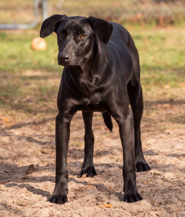 Pepperoni thumbnail 2