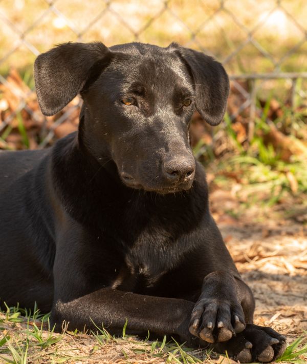 Pepperoni thumbnail 3