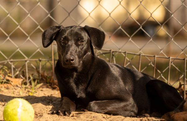 Pepperoni thumbnail 4