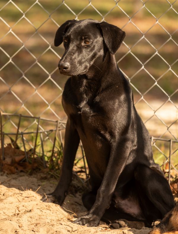 Pepperoni thumbnail 5