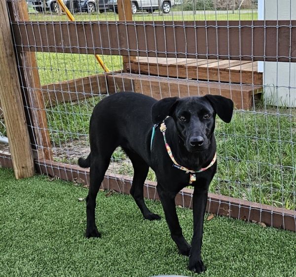 Pepperoni thumbnail 6