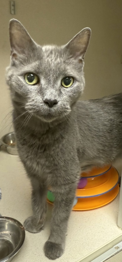 Mason & Wyatt - Bonded Pair