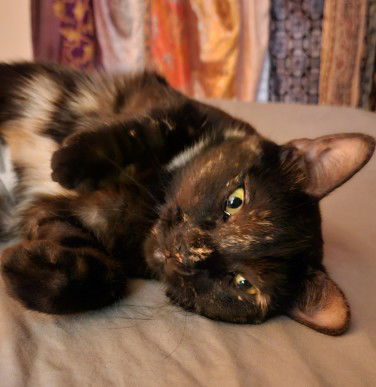 Photo of Adult Female Tortoiseshell 