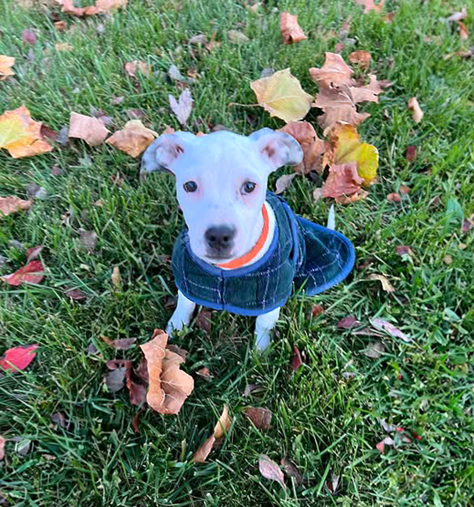 Photo of Baby Female Terrier 