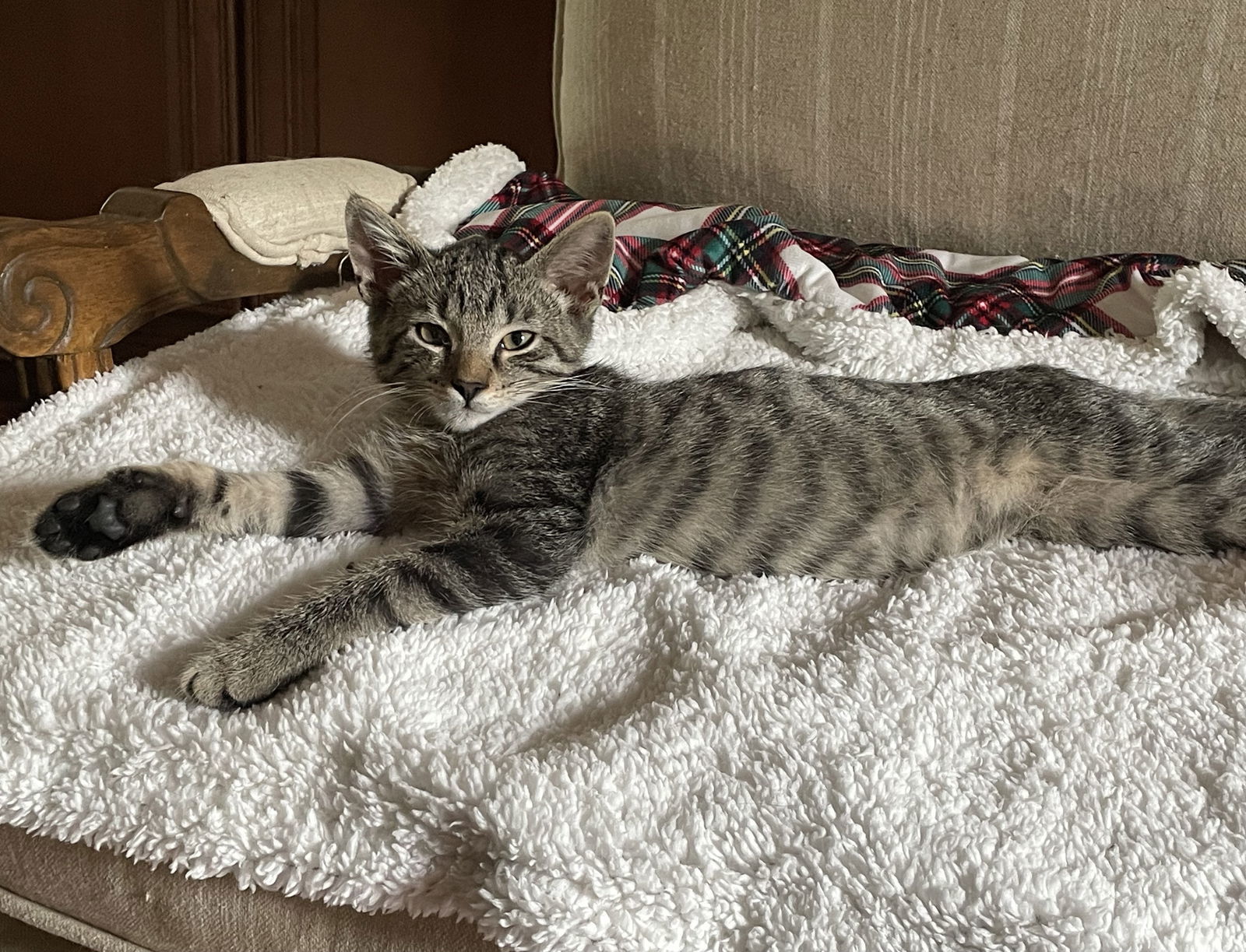 Photo of Baby Male Domestic Short Hair 