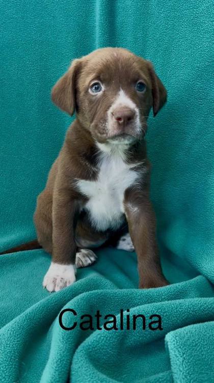 Catalina