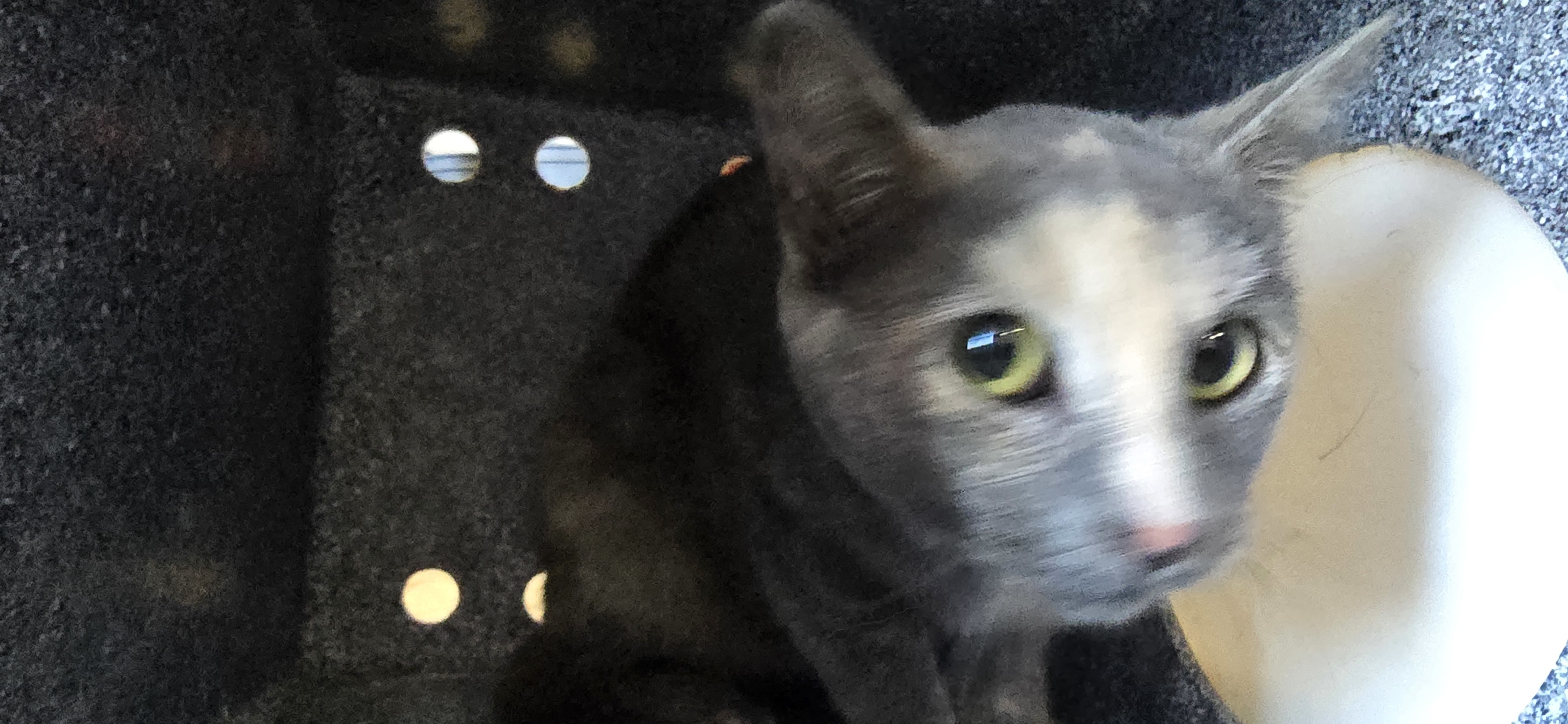 Chase, an adoptable Domestic Short Hair in Clovis, NM, 88101 | Photo Image 1