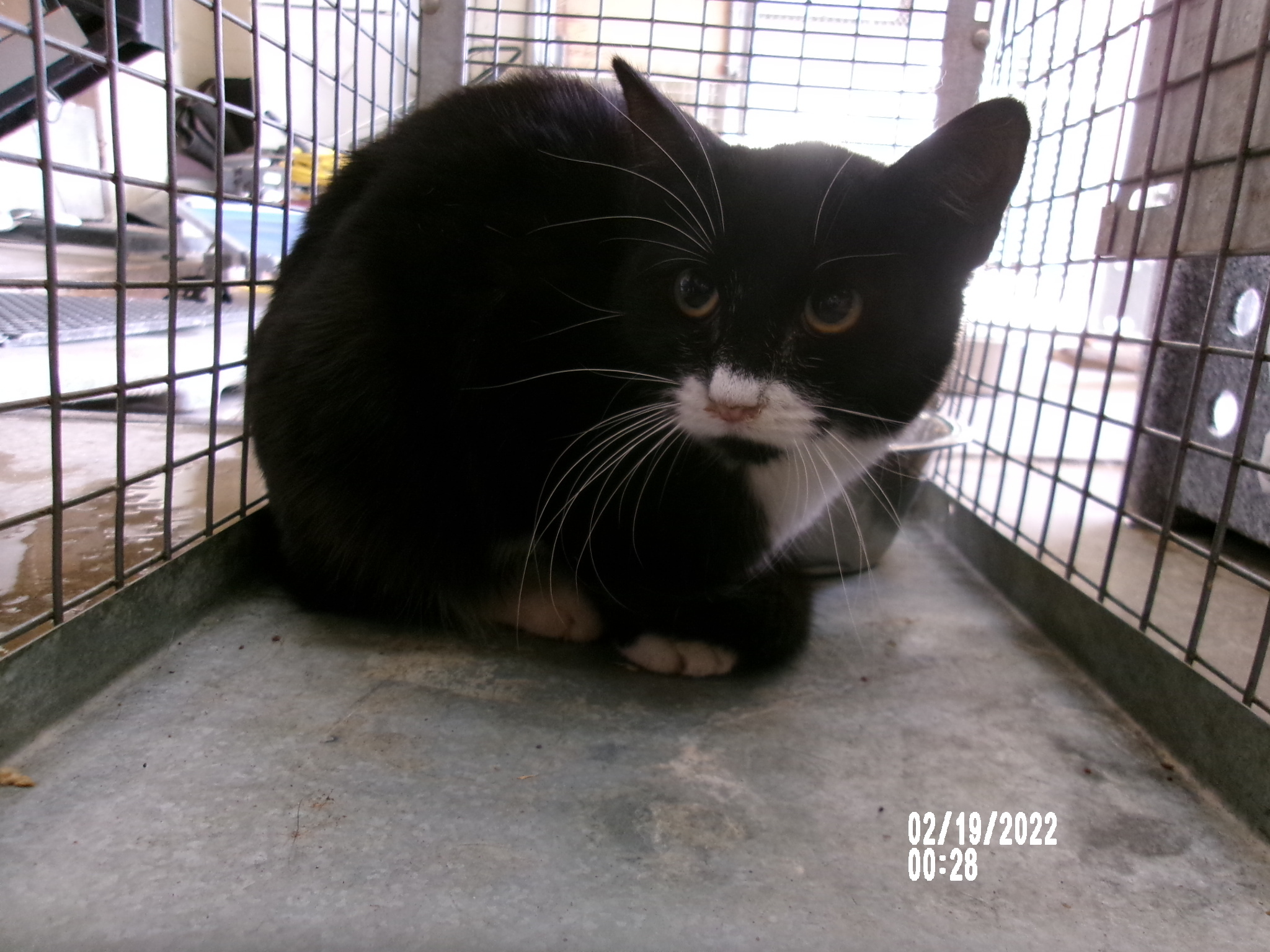 Mashed Potato, an adoptable Domestic Short Hair in Clovis, NM, 88101 | Photo Image 1