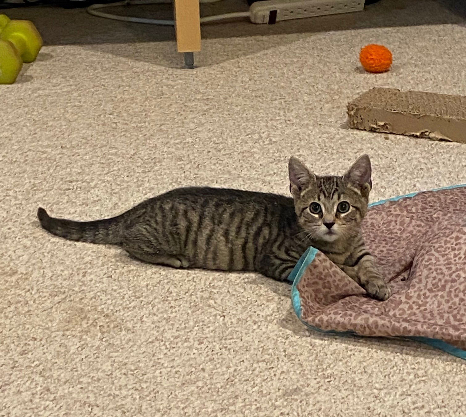 Cinnamon, Jenkintown PS (FCID 11/04/2025-143)