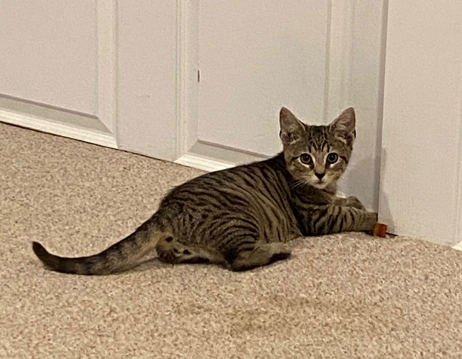 Cinnamon, Jenkintown PS (FCID 11/04/2025-143)