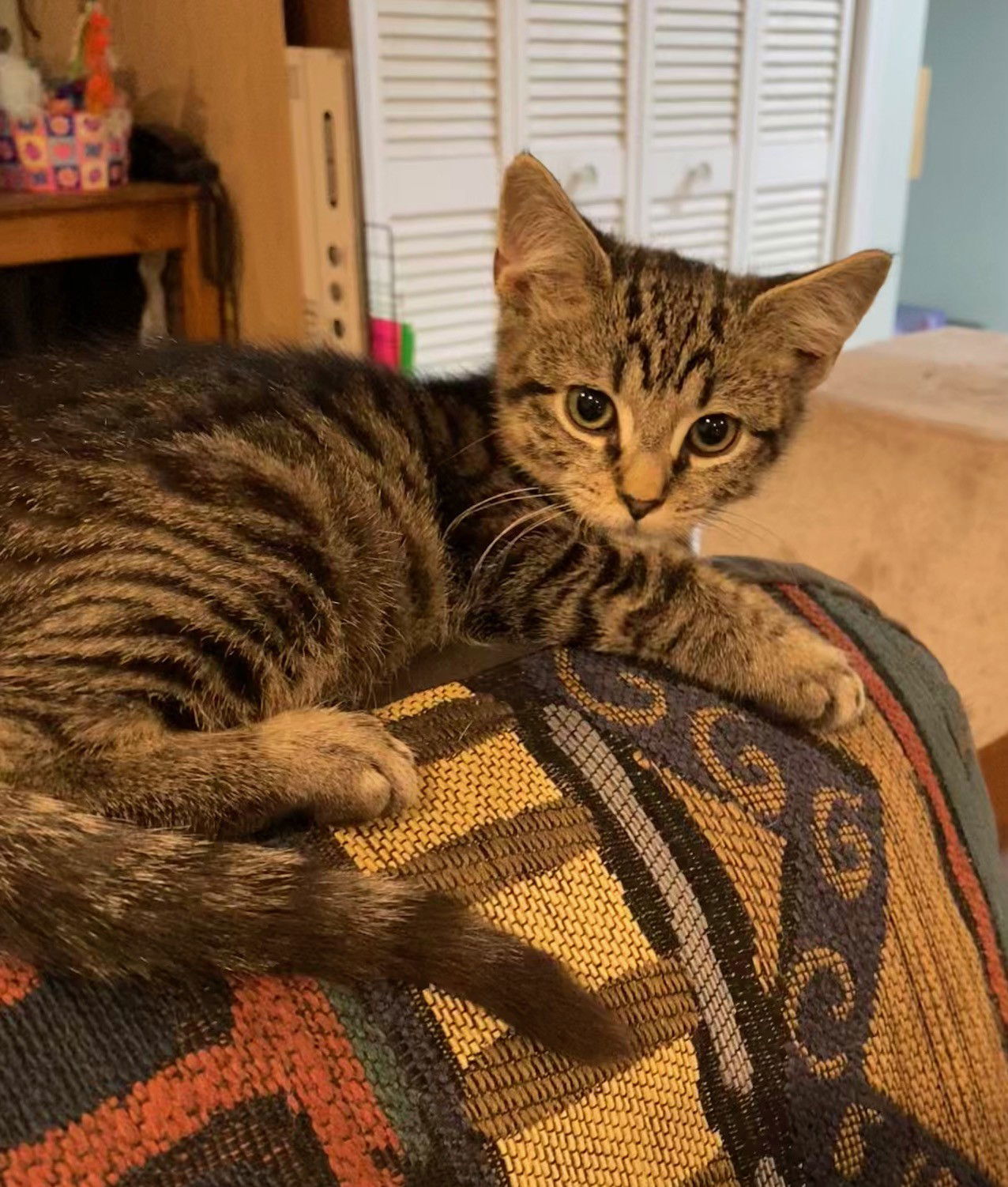 Apple, Jenkintown PS (FCID 11/04/2025-141)