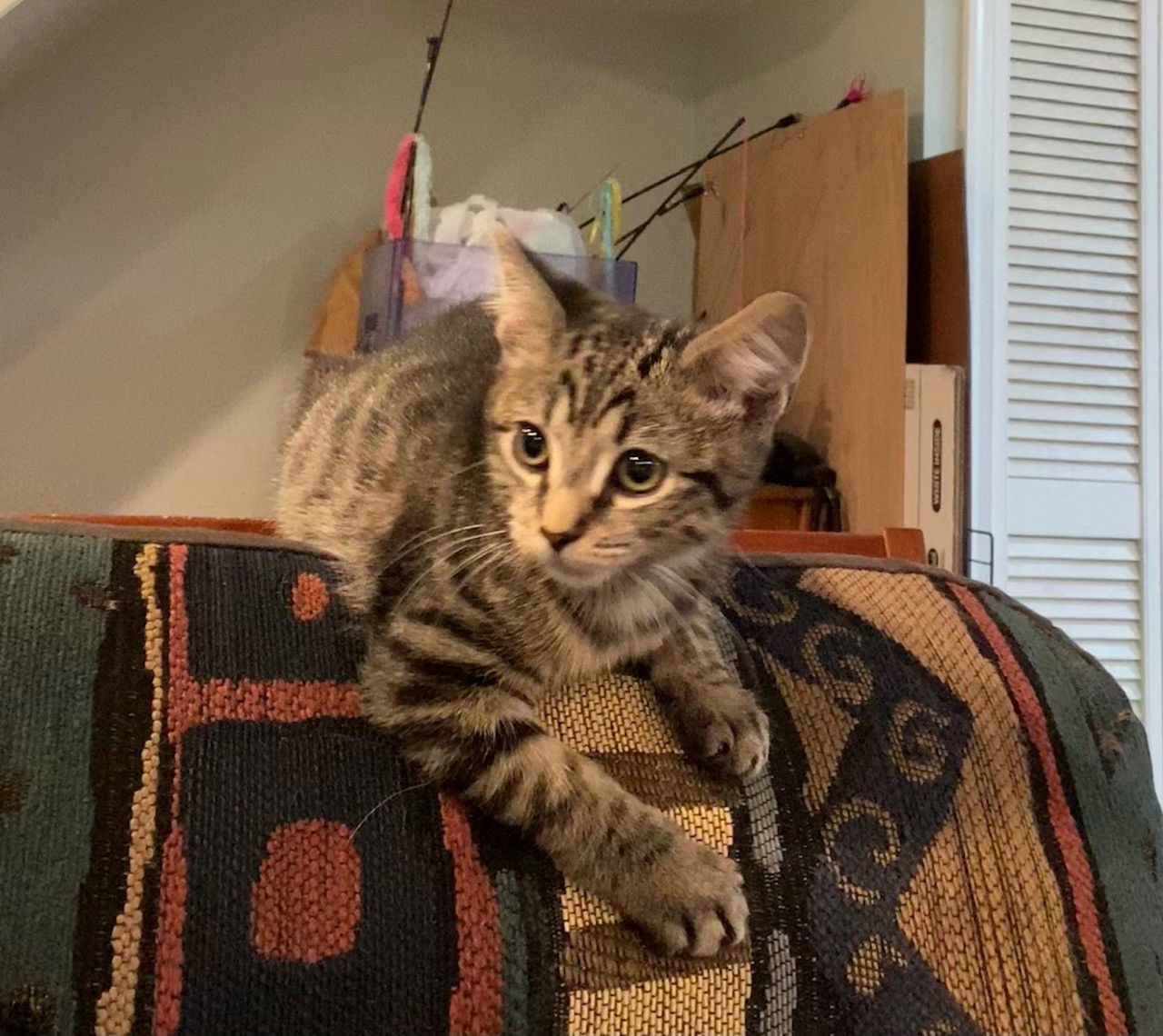 Apple, Jenkintown PS (FCID 11/04/2025-141)