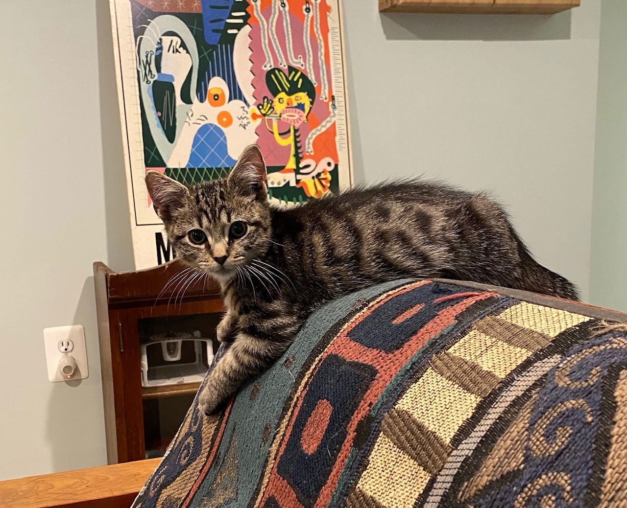 Pumpkin, Jenkintown PS (FCID 11/04/2025-142)