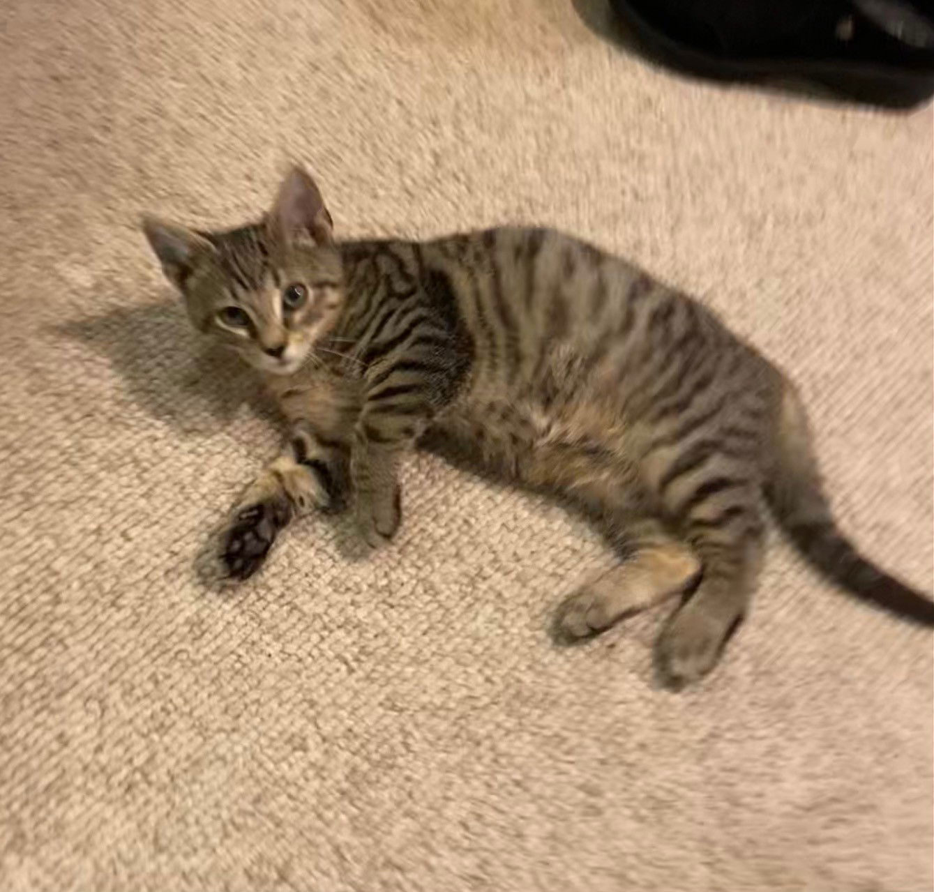 Pumpkin, Jenkintown PS (FCID 11/04/2025-142)