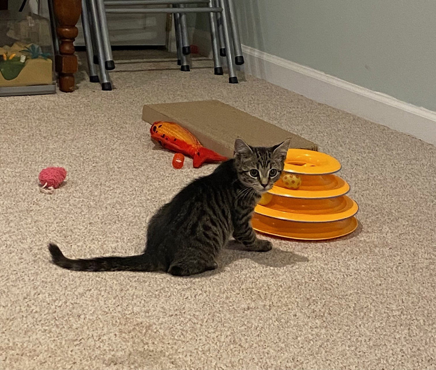 Pumpkin, Jenkintown PS (FCID 11/04/2025-142)