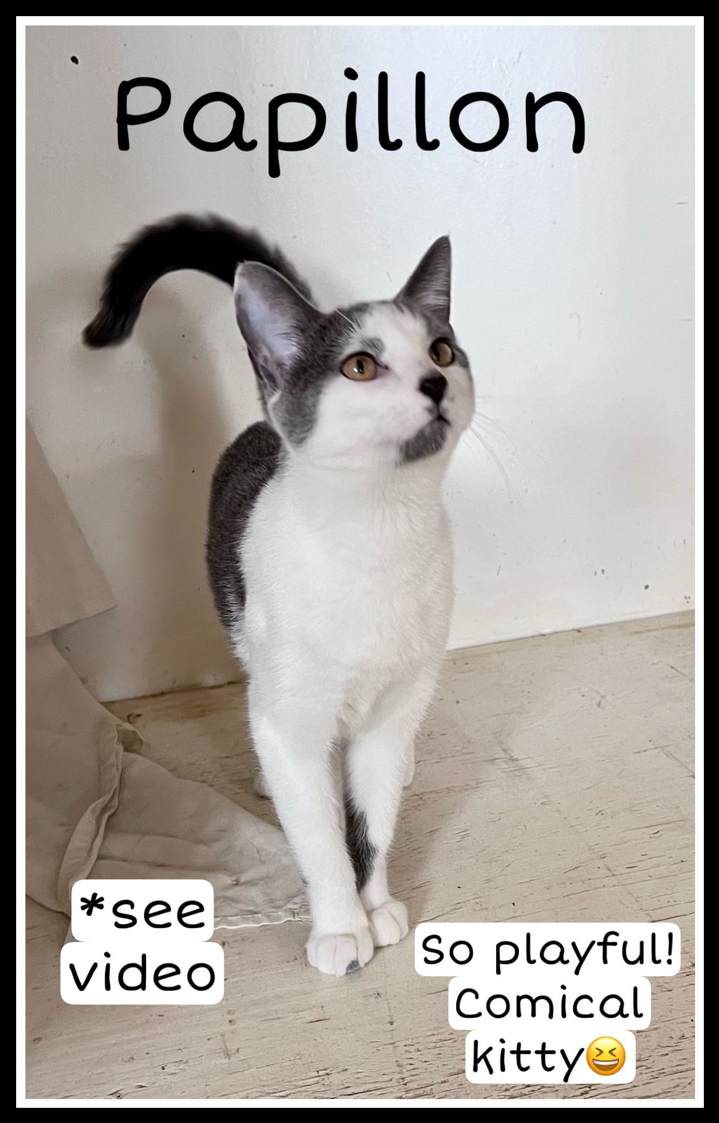 Papillon (FCID# 10/03/2025 - 105 Willow Grove PS)