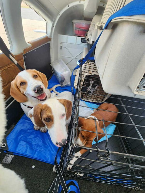 Max - fostered in Council Bluffs - COMING SOON!