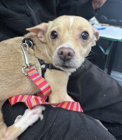 Muchichi (aka Apple)