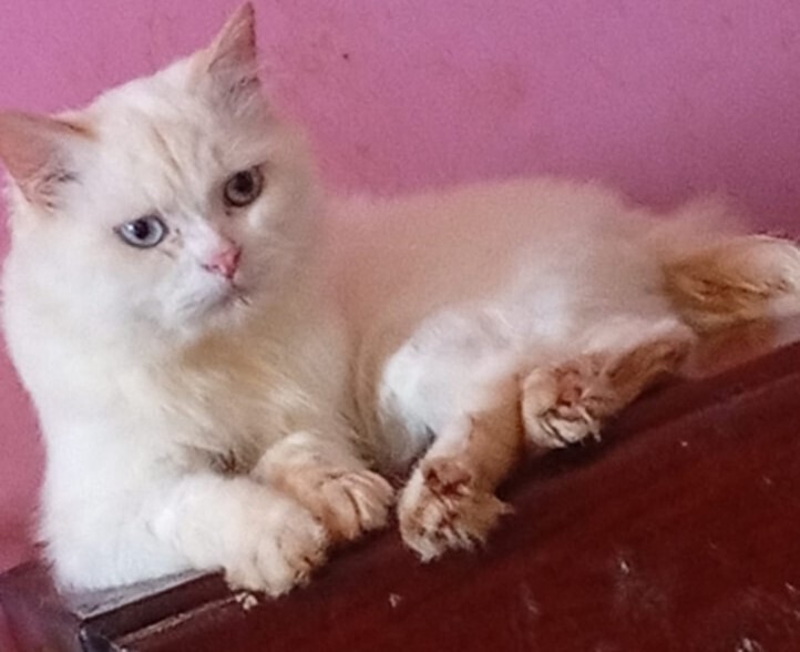 Tito, an adoptable Persian, Himalayan in WOLCOTT, CT, 06716 | Photo Image 1