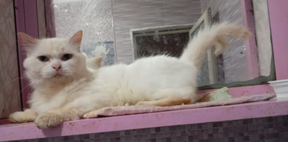 Tito, an adoptable Persian, Himalayan in WOLCOTT, CT, 06716 | Photo Image 2