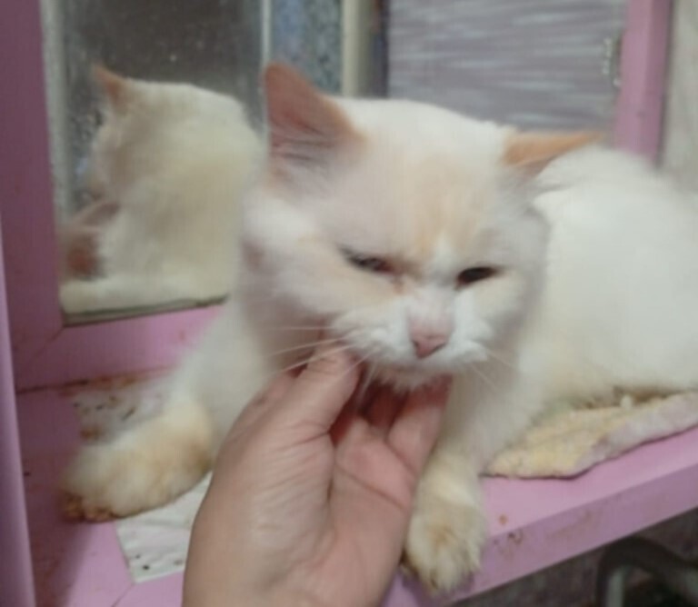 Tito, an adoptable Persian, Himalayan in WOLCOTT, CT, 06716 | Photo Image 3