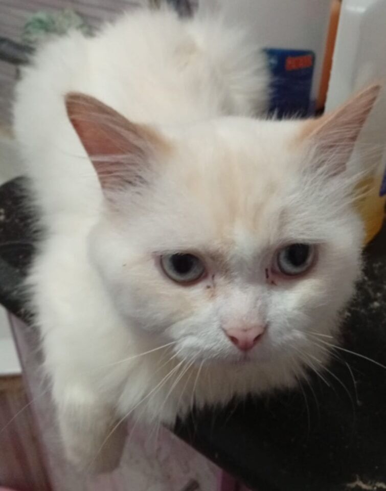 Tito, an adoptable Persian, Himalayan in WOLCOTT, CT, 06716 | Photo Image 4