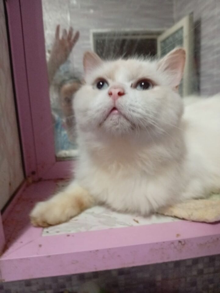 Tito, an adoptable Persian, Himalayan in WOLCOTT, CT, 06716 | Photo Image 5