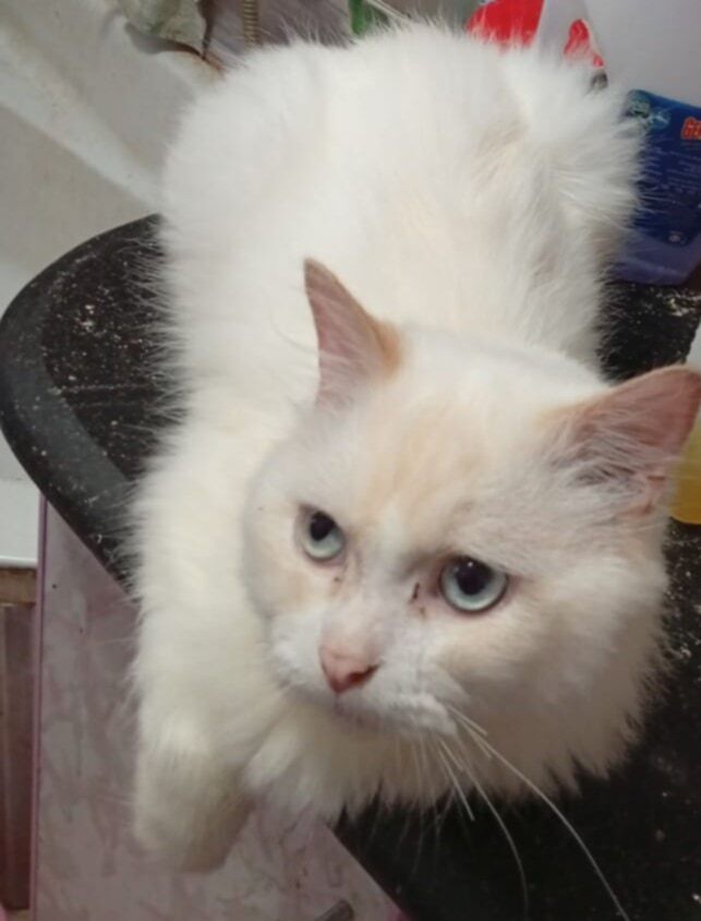 Tito, an adoptable Persian, Himalayan in WOLCOTT, CT, 06716 | Photo Image 6