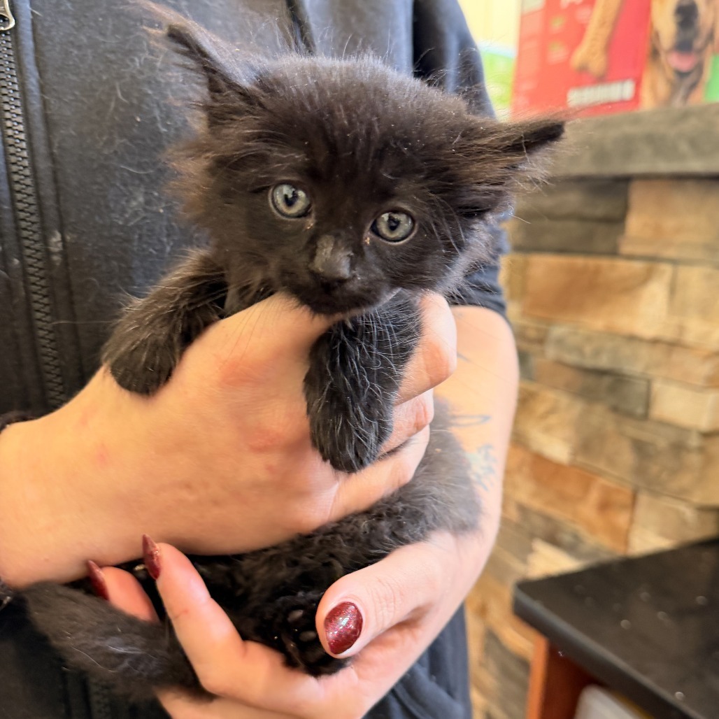 Green Bean Casserole
