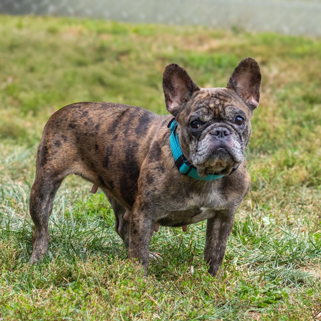 Gemma (bonded with Romeo)