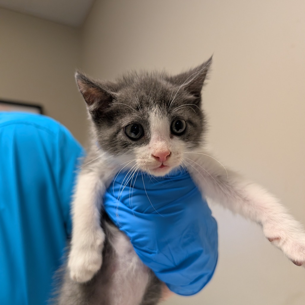 Velvet (bonded with Denim)