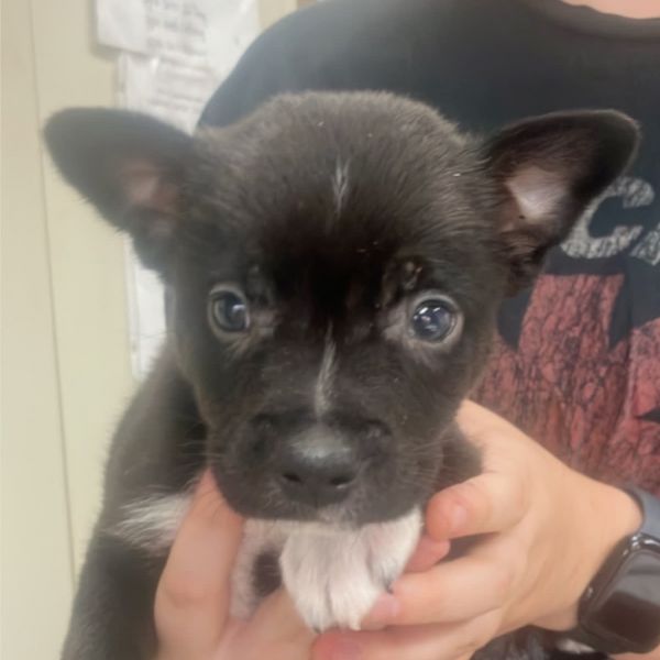 Caesar Salad thumbnail 2