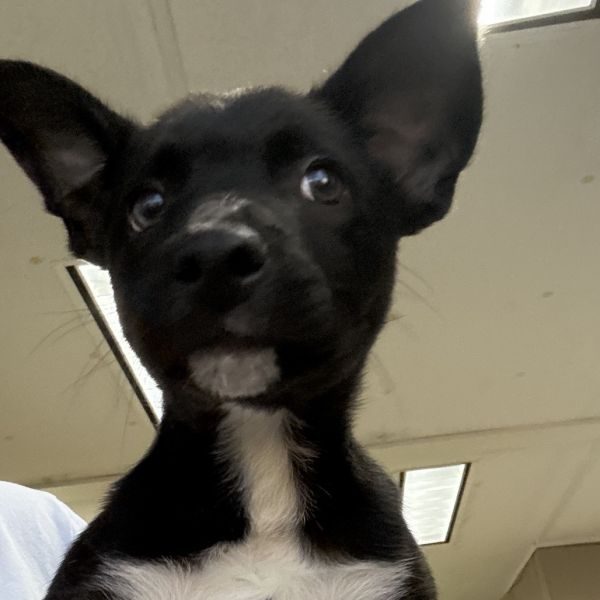 Caesar Salad thumbnail 3