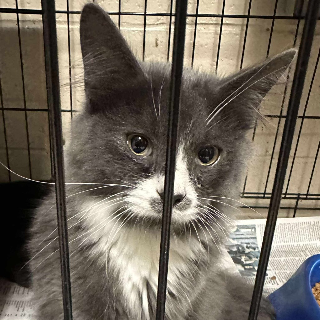 Pop Brothers: Charlie Puth (16721)