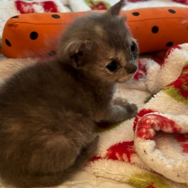 Carya Smoky Mountain_