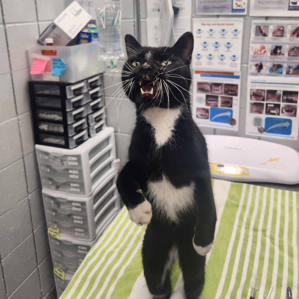 Mittens (Critter Barn)