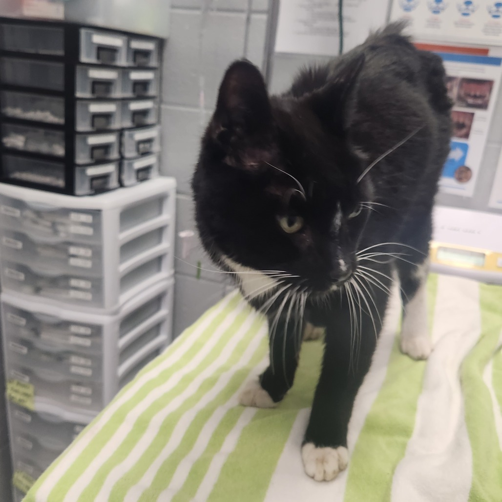 Mittens (Critter Barn)