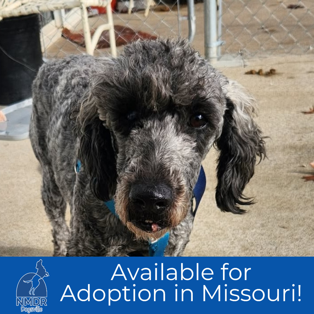 Daisy - Missouri (OT25-173)