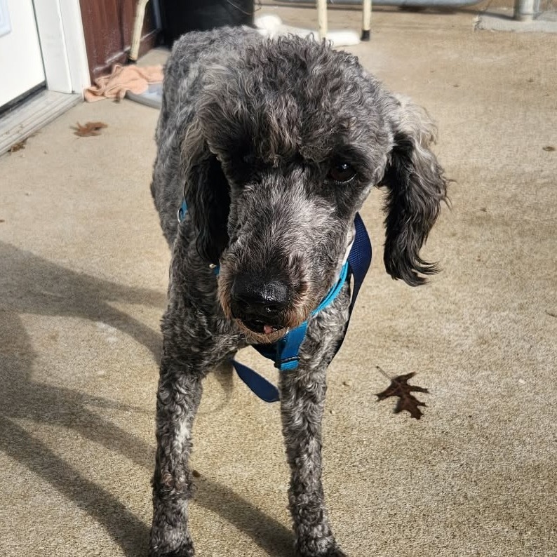 Daisy - Missouri (OT25-173)