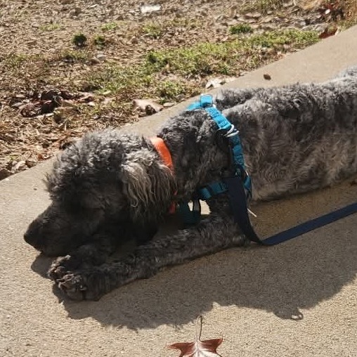 Daisy - Missouri (OT25-173)